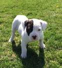 Bulldog Puppies For Sale - AKC PuppyFinder