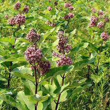 Milkweeds Common Milkweed Asclepias Syriaca Seeds Milkweed Plant Milkweed Asclepias