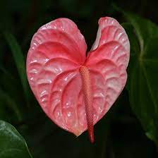 Pin On Wedding Flowers