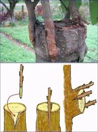 Encyclopedia Of Gardening Techniques Pdf To Jpg Garden Leaves Concrete Creati Gardening Ideas Grafting Plants Grafting Fruit Trees Propagating Plants