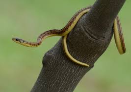 Image result for Amphiasma