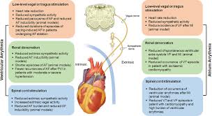 Animal Models To Study Cardiac Arrhythmias | Circulation Research