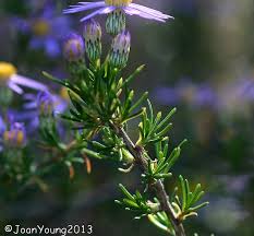 Image result for Felicia filifolia