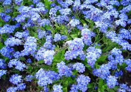 Maybe you would like to learn more about one of these? Bulk Forget Me Not Seeds Blue