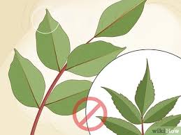 She treats them as if they were her children and. 4 Ways To Identify Poison Sumac Wikihow