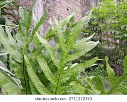 Image result for Microsorum scolopendria