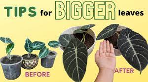 Hallo da ich jetzt ein baby habe, habe ich keine zeit mehr um mich die pflanzen zu kümmern. Tips For Bigger Leaves Alocasia Black Velvet Hd 720p Youtube