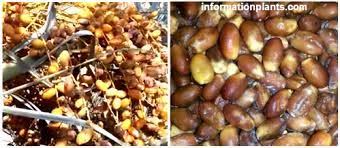 تمر الخستاوي قسم التمور مع الصور قسم التمور انواع الاسماك مع الصور الموقع الزراعي ومنوعات اخرى food vegetables beans