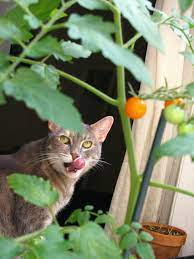 Humane Ways To Keep Cats Out Of Your Garden Gardening Channel