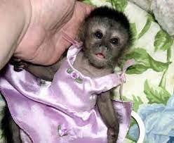 Capuchin Monkey For Sale In Brooklyn I Thought This Only Happened In The Movies Pet Monkey Baby Monkey Pet Monkey Pictures