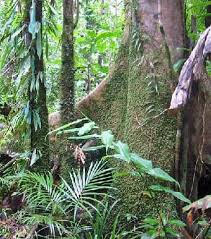 Tropical Rainforest Floor Layer Facts