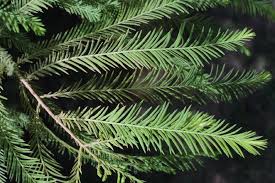 Image result for Taxodium