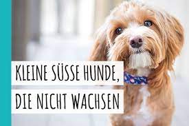 Weitere ideen zu hunde, lustige tiere, süße tiere. 41 Kleine Susse Hunde Die Nicht Wachsen Mit Bildern 2021 Hunde Zauber