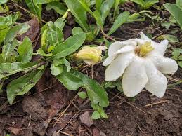 Image result for Gardenia subacaulis