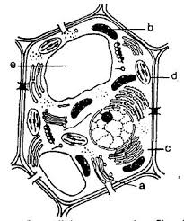 Extracellular structures and intercellular junctions. The Diagram Of The Ultrastructure Of A Plant Cell Is Given B