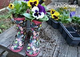 Plant Pansies Plants Pansies Garden Club
