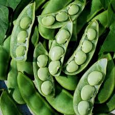 Image result for Phaseolus lunatus