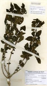 Image result for Lantana ukambensis