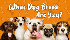 Whether you want to challenge your general dog knowledge or are simply looking to pass the time with cute dog questions, we've got you covered with our quizzes. What Dog Breed Are You Which Of The 195 Breeds Matches You