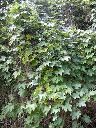 Image result for Lagenaria sphaerica