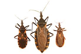 Kissing Bug Identification Requires Closer Look Insects In