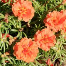 We did not find results for: Portulaca Vendita Online Vendita Piante Online