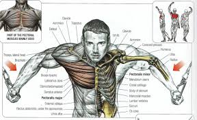 Check spelling or type a new query. Sol W Brah On Twitter 20 Min Chest Workout The Goal Is To Fry The Pectorals And Elicit A Hypertrophy Response Without Putting Too Much Strain On The Shoulder Common