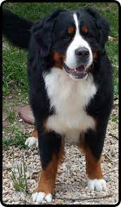 Bernese mountain dog club of southeastern wi. Bugziere Bernese
