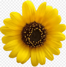 Flower Flores Girasol Girasoles Yellow Flower Aesthetic Png Image With Transparent Background Toppng Browse and download hd aesthetic png images with transparent background for free.