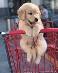 Pin By El Ism On Kartiny In 2020 Super Cute Puppies Cute Baby Animals Cute Dog Wallpaper