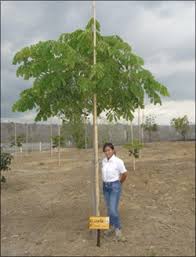 Watering instructions for a tree planted within the last 2 years. Agua Vida Y Naturaleza Project Planting Vegetables And Fruit Trees With Less Than 70 Water Use In Ecuador Projects