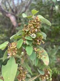 Image result for Grona barbata