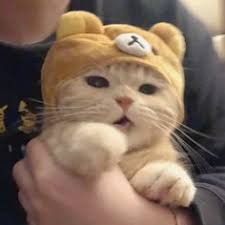  22 Animals Ideas In 2021 Animals Cute Animals Cute Baby Animals