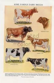 Pin By Joel Farmer On Cows Dairy Cow Breeds Dairy Cattle Cattle