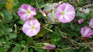 5 Conseils Pour Eliminer Le Liseron Fleurs Sauvages Fleurs Comestibles Fleurs Sauvages Du Quebec