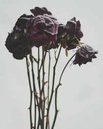 75 gambar bunga mawar putih layu terlihat keren gambar bunga. Queen Colour Requesttime Mawar Layu For Facebook