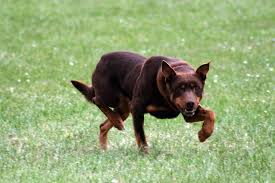 Typical Kelpie Gait When Herding You Gotta Love Watching Flickr