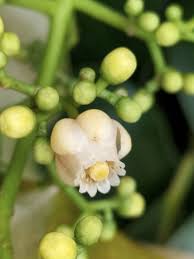 Image result for Khaya grandifoliola