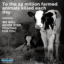 To The 24 Million Farmed Animals Killed Each Day We Will Never Stop Fighting For You Animal Activism Animals Matter Mercy For Animals