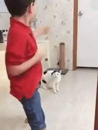 Pin On Funny Cat Gifs