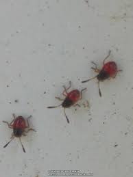 I have a ton of small read bugs half the size of a lady bug, elongated body, with 3 black spots on it's back. Insect And Bug Id Forum Tiny Red Black Beetle Id Garden Org