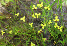 Image result for Xyris