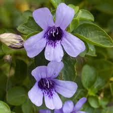 Image result for Dyschoriste thunbergiiflora