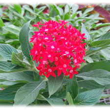 Image result for Pentas longiflora