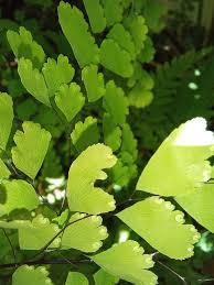 Image result for Adiantum poiretii