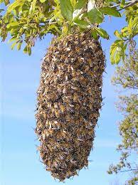 At queen bee we take the sting out of waxing with our custom formulated wax that adheres to the hair, not your skin. The Role Of The Queen Bee Perfectbee