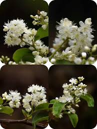 Image result for Physotrichia atropurpurea