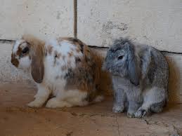 Try to look at the overall physical appearance and try to identify them when you pick your pet rabbit. Holland Lop Rabbit Breed Information Caring Guide Uk Pets