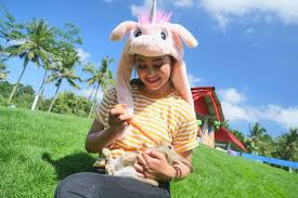 Adapun wahana di akbar zoo yang cukup memacu adrenalin diantaranya ada flying fox . Destinasi Wisata Akbar Zoo Banyuwangi Miniatur Jatim Park Nya Banyuwangi Trip Banyuwangi Paket Wisata Banyuwangi Open Trip Ijen