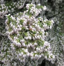 Image result for Erica arborea